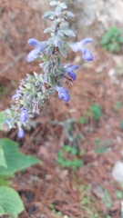 Salvia urolepis