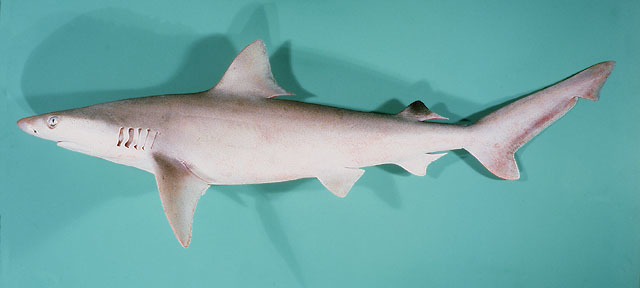 Whitecheek Shark