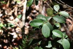 Pilidiostigma glabrum