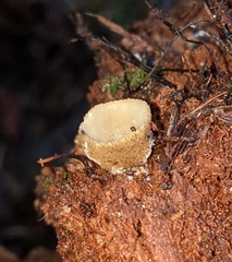 Tarzetta cupularis