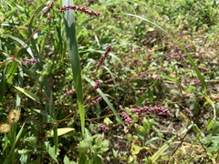 Persicaria longiseta