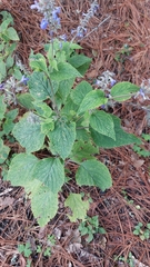 Salvia urolepis
