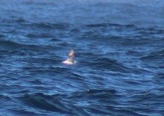Phalaropus fulicarius