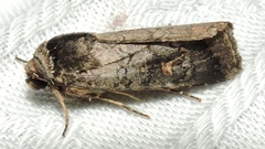 Proteuxoa restituta