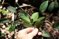 Pilidiostigma glabrum