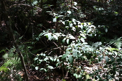 Pilidiostigma glabrum