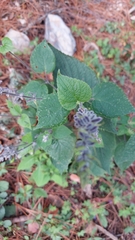 Salvia urolepis