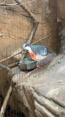 Gallicolumba luzonica