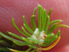 Cliffortia paucistaminea australis