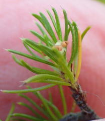 Cliffortia paucistaminea australis