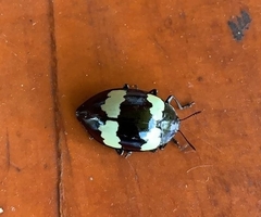 Barytopus lunulatus