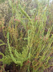 Cliffortia paucistaminea australis