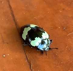 Barytopus lunulatus