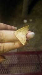 Prochoerodes truxaliata