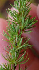 Cliffortia paucistaminea australis