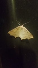 Prochoerodes truxaliata