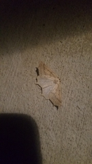 Prochoerodes truxaliata