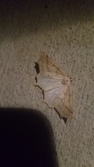 Prochoerodes truxaliata