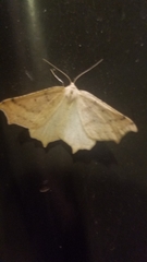 Prochoerodes truxaliata