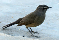 Cercotrichas coryphoeus coryphoeus
