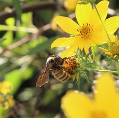 Bombus pensylvanicus