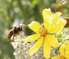 Bombus pensylvanicus