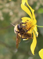 Bombus pensylvanicus