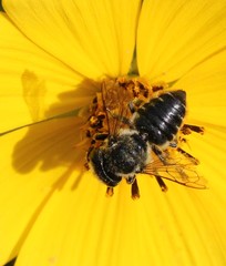 Megachile