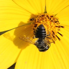 Megachile