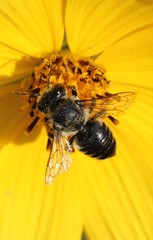 Megachile