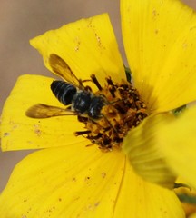 Coelioxys