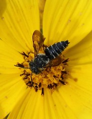 Coelioxys