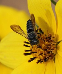 Coelioxys