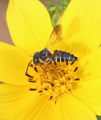 Coelioxys