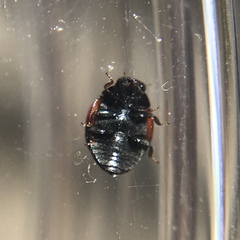 Hyperaspis lateralis