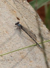 Argia immunda