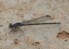 Argia immunda