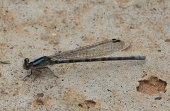 Argia immunda