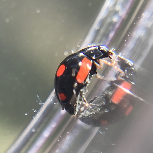 Lateral Sigil Lady Beetle photographed in Texas
