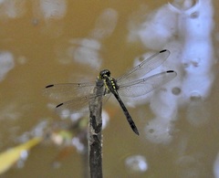 Agrionoptera longitudinalis biserialis