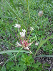 Allium canadense canadense