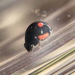 Hyperaspis lateralis