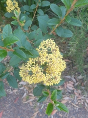 Pomaderris elliptica