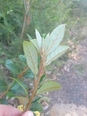 Pomaderris elliptica