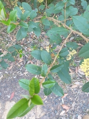 Pomaderris elliptica