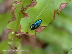 Endelus cupido