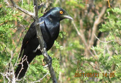 Onychognathus nabouroup