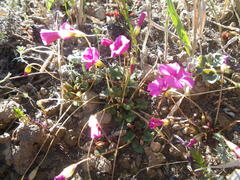Oxalis commutata commutata
