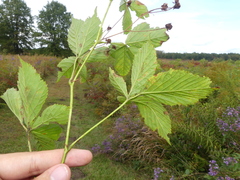 Rubus semisetosus