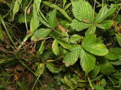 Rubus semisetosus